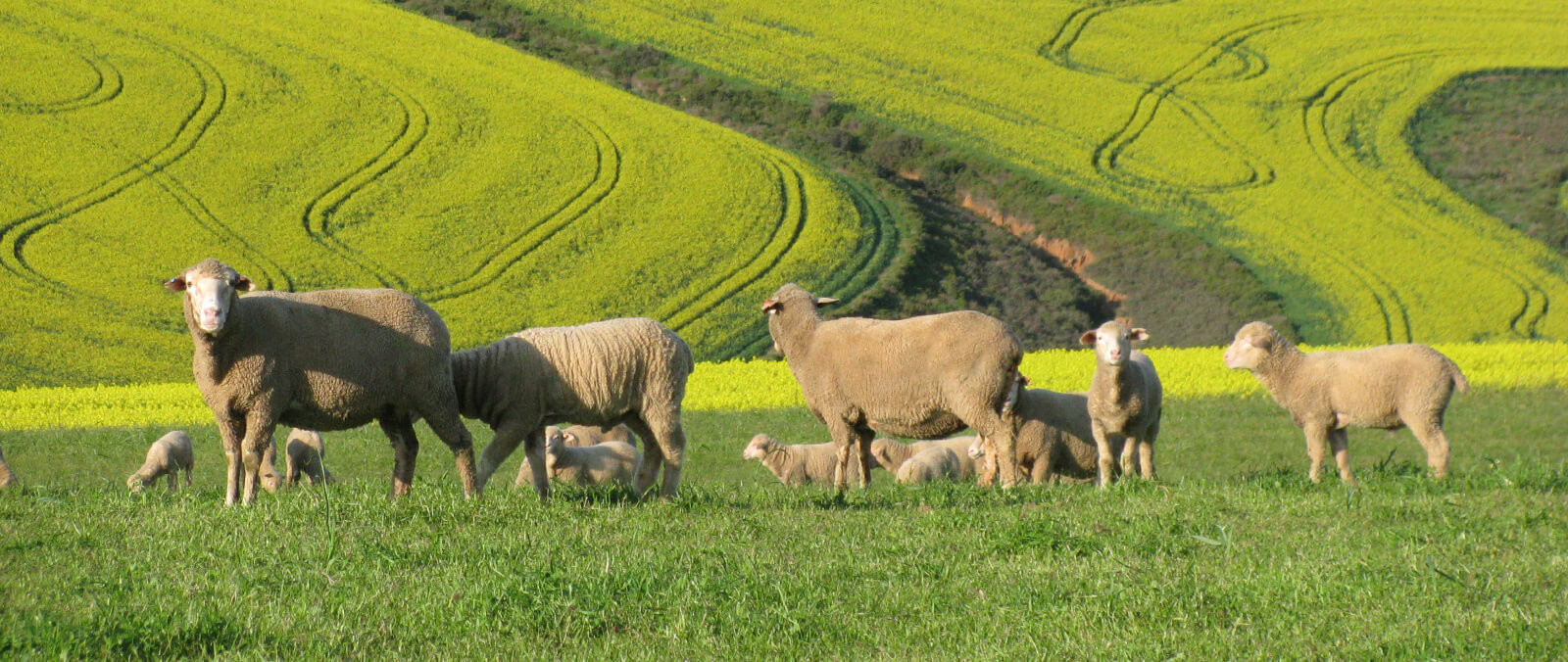Sheep on the green grass
