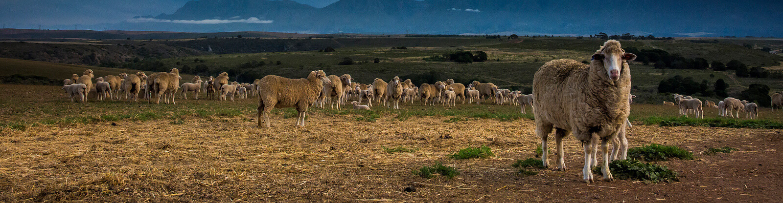 Sheep on the coast