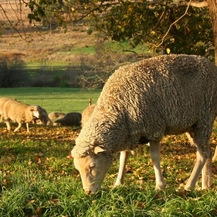 South African sustainability standards for a comfier, woolly future